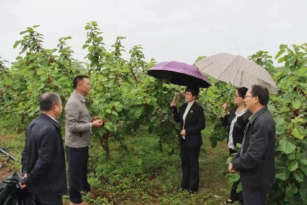 雁山区政协主席李红到访到市农科中心