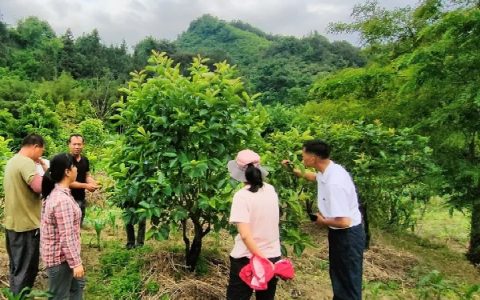 （转载）桂林市农业科学研究中心到崇岭村开展甜柿产业发展情况调研