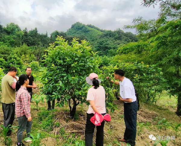 （转载）桂林市农业科学研究中心到崇岭村开展甜柿产业发展情况调研