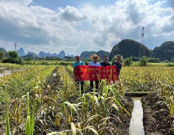 国家糖料产业技术体系桂林综合试验站到阳朔福利镇开展灾后恢复生产技术服务