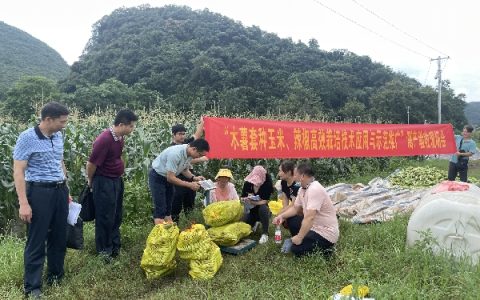 桂林市农科中心承担的市科技项目“木薯套种玉米、辣椒高效栽培技术应用与示范推广”通过现场查定