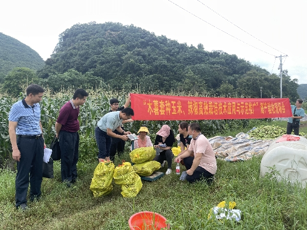 桂林市农科中心承担的市科技项目“木薯套种玉米、辣椒高效栽培技术应用与示范推广”通过现场查定