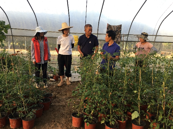 广西蔬菜瓜果创新团队桂林综合试验站积极开展救灾复产技术服务活动