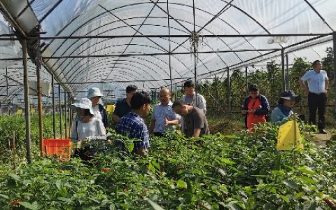 考察交流促共进 学习借鉴谋发展——市农科中心同广西农科院赴福建考察辣椒全产业链发展情况