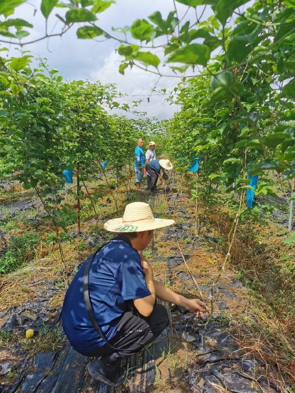 市农科中心承担的市科技项目“桂林地区黄金百香果优质高效栽培技术推广示范”通过现场查定