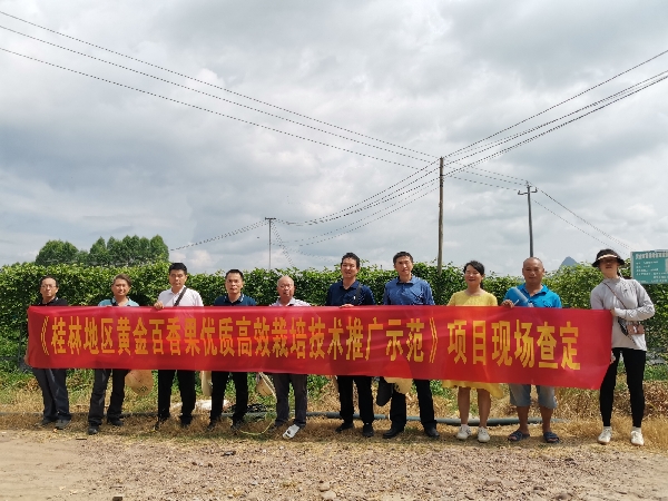 市农科中心承担的市科技项目“桂林地区黄金百香果优质高效栽培技术推广示范”通过现场查定