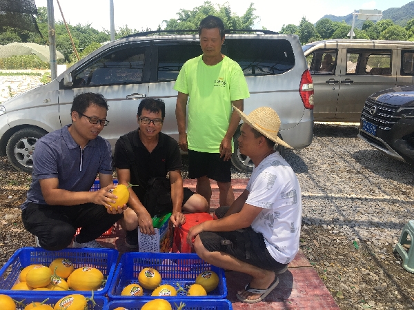 广西农科院蔬菜所科技特派员到灵川县公平乡田心村开展甜瓜授粉和有机肥发酵技术指导