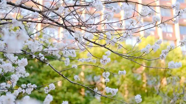 月21日可以查分了！上海大学欢迎你（上海大学查分时间）"