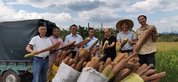 桂林市农科中心科技特派员同广西农科院科技先锋队考察络用丝瓜产业发展情况