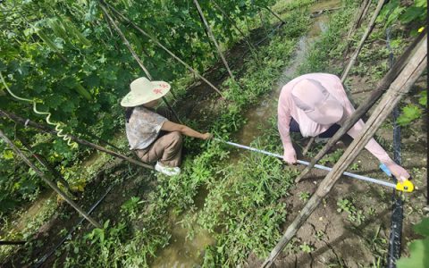 市农科中心“富硒蔬菜提质增效关键技术的应用研究与示范”项目通过现场查定