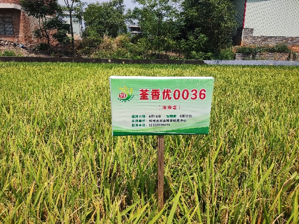 市农科中心选育的水稻品种再获“看禾选种”大会重点推介品种
