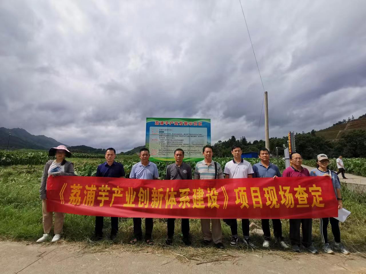 桂林市农业科学研究中心承担的项目“荔浦芋产业创新体系建设”通过专家现场查定