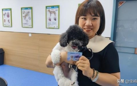 首张“线上犬证”成功办理，快爱犬配上“电子身份证”吧（电子犬证办理流程）