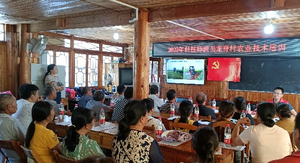 国家油菜产业体系桂林试验站到龙胜县龙脊村开展油菜种植技术培训