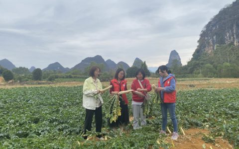 科技特派员助力乡村振兴，推动萝卜产业可持续发展