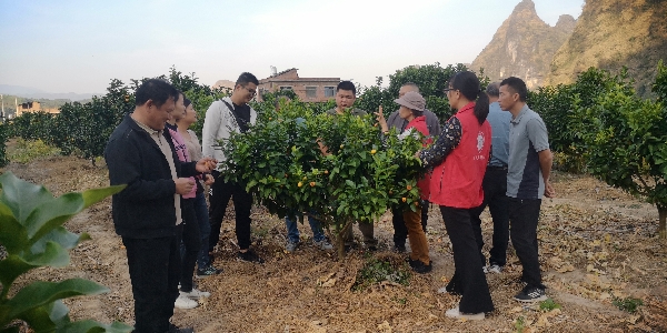 桂林市农科中心乡村科技特派员（恭城服务团）联合恭城县科技局乡村科技特派员开展秋收冬种科技服务活动