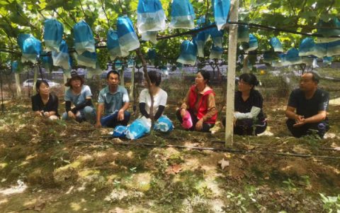 “阳光玫瑰”香飘乡村振兴路 科技特派员葡萄藤下送技术