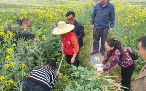 农科中心早熟冬油菜南扩种植取得新进展