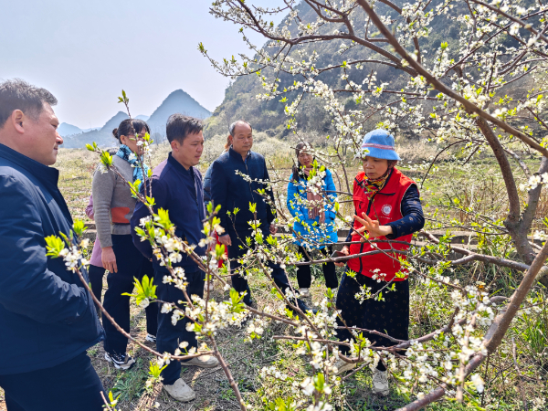 不负农时不负春，科技为农业产业发展添智赋能 ——桂林市农科中心联合恭城县科技局开展“科技支农促春耕”服务活动