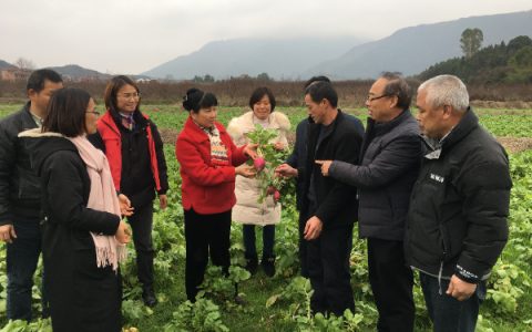 “萝卜重要性状标记开发及优质耐抽薹新品种选育及应用”项目组积极开展‘灌阳雪萝卜’选种工作