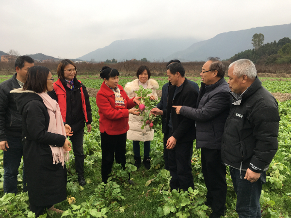 “萝卜重要性状标记开发及优质耐抽薹新品种选育及应用”项目组积极开展‘灌阳雪萝卜’选种工作