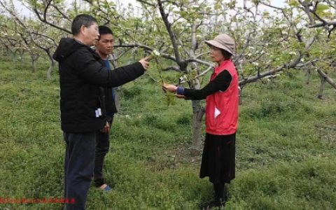 桂林市农科中心科技特派员为临桂区会仙镇梨农  送去科技服务，助力春耕生产