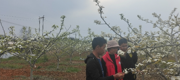 桂林市农科中心科技特派员为临桂区会仙镇梨农  送去科技服务，助力春耕生产