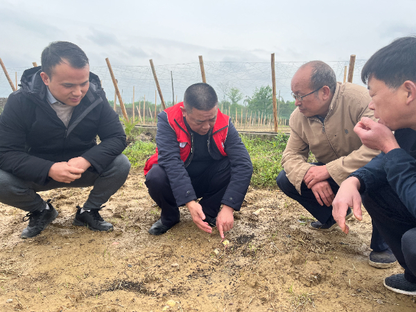 国家糖料产业技术体系桂林综合试验站指导种植户积极应对强降雨保春种