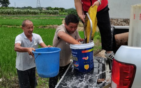 桂林市农科中心科技特派员到兴安县开展禾花鲤良种稻田投放活动