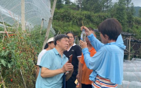 番茄大量枯死，农科中心蔬菜技术团队诊断找“真凶”