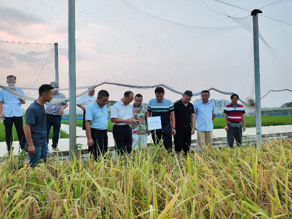中国水稻研究所研究员程式华一行到市农科中心调研指导