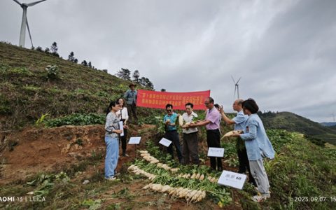 广西科技计划项目“萝卜重要性状标记开发及优质耐抽薹新品种选育及应用”顺利通过现场查定