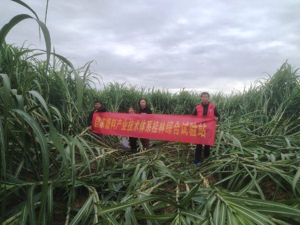 国家糖料产业技术体系桂林综合试验站到临桂区指导甘蔗灾后生产