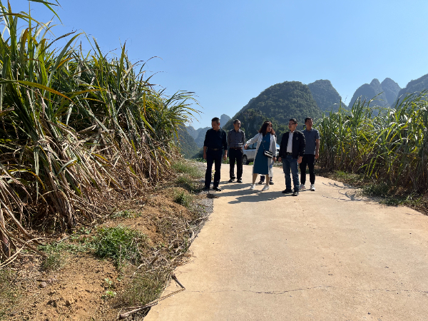糖料蔗产业科技先锋队在桂林指导甘蔗灾后生产