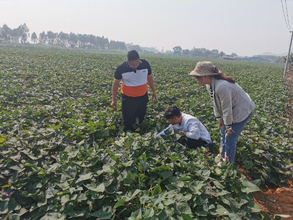 广西薯类创新团队桂北综合试验站赴柳州开展红薯产业调研