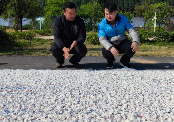 国家木薯产业技术体系桂林综合试验站到临桂、富川开展“秋收冬种”科技服务
