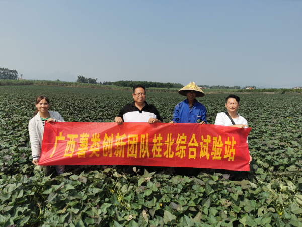 广西薯类创新团队桂北综合试验站赴柳州开展红薯产业调研