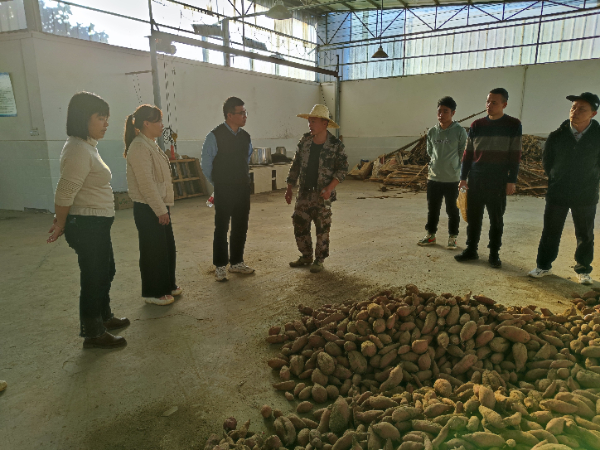 广西薯类创新团队桂北综合试验站举办甘薯栽培与加工技术现场观摩会