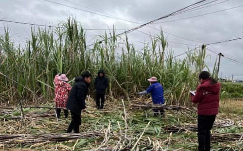 国家糖料产业技术体系桂林综合试验站到鹿寨、宜州示范县指导甘蔗防冻减灾技术