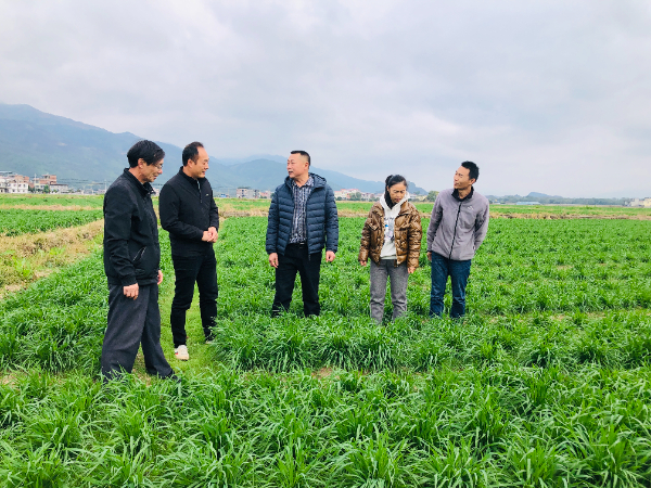 广西水稻创新团队桂林试验站到灌阳县开展冬小麦技术服务