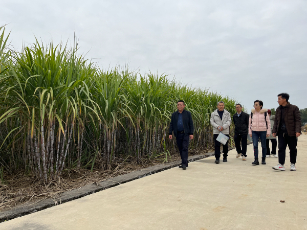 糖料产业技术体系甘蔗机械化栽培岗位团队莅临桂林调研指导工作