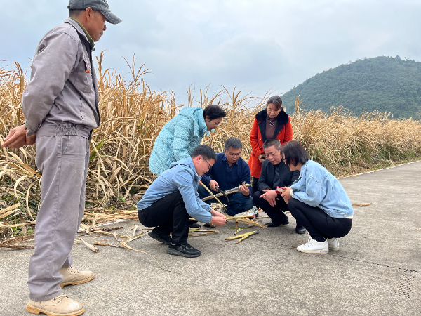 糖料产业技术体系岗位科学家赴桂林调查甘蔗冻害情况并进行灾后恢复生产技术指导