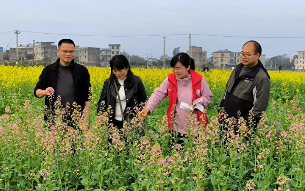 桂林农科中心油菜团队赴北海、南宁、柳州等地开展油菜调研和技术指导