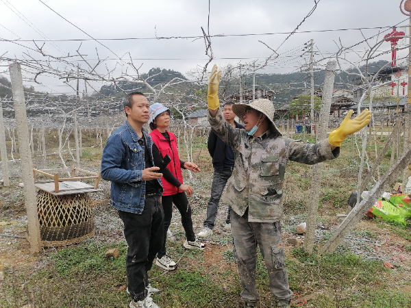 农科中心果树团队赴灌阳县开展指导南方梨、李冬季整形修剪活动