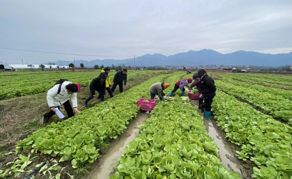 桂林市农科中心积极开展蔬菜防寒抗冻技术服务
