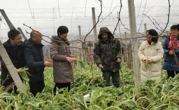 桂林市农科中心积极开展蔬菜防寒抗冻技术服务