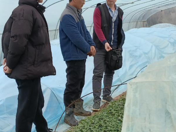 市农科中心科技人员到全州调研雨雪天气对西甜瓜生产影响
