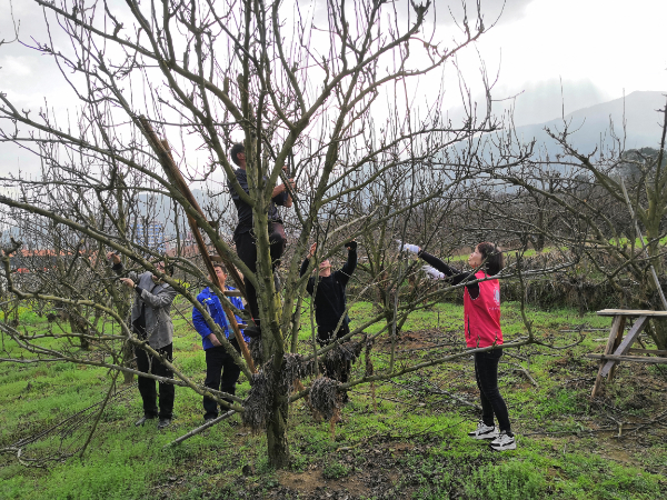 农科中心果树团队赴灌阳县开展指导南方梨、李冬季整形修剪活动