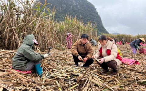 农科中心糖料蔗产业科技先锋队赴永福县开展甘蔗“防寒、防冻、保春耕”科技专项服务