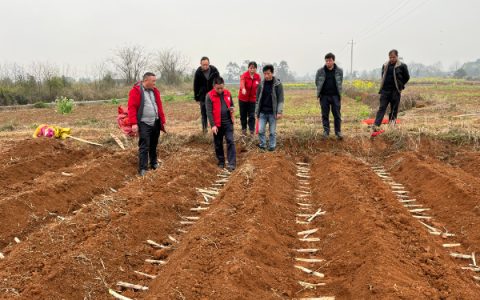 国家糖料产业技术体系桂林综合试验站赴永福县指导甘蔗春植，助推甜蜜事业发展